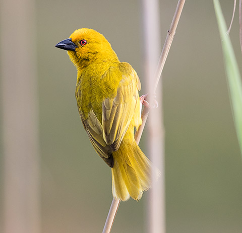 Yellow Weaver male